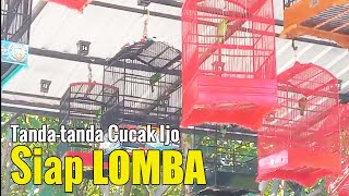 WAJIB TAHU!!! TANDA TANDA CUCAK IJO SIAP GANTANG || TANDA CUCAK IJO SIAP LOMBA