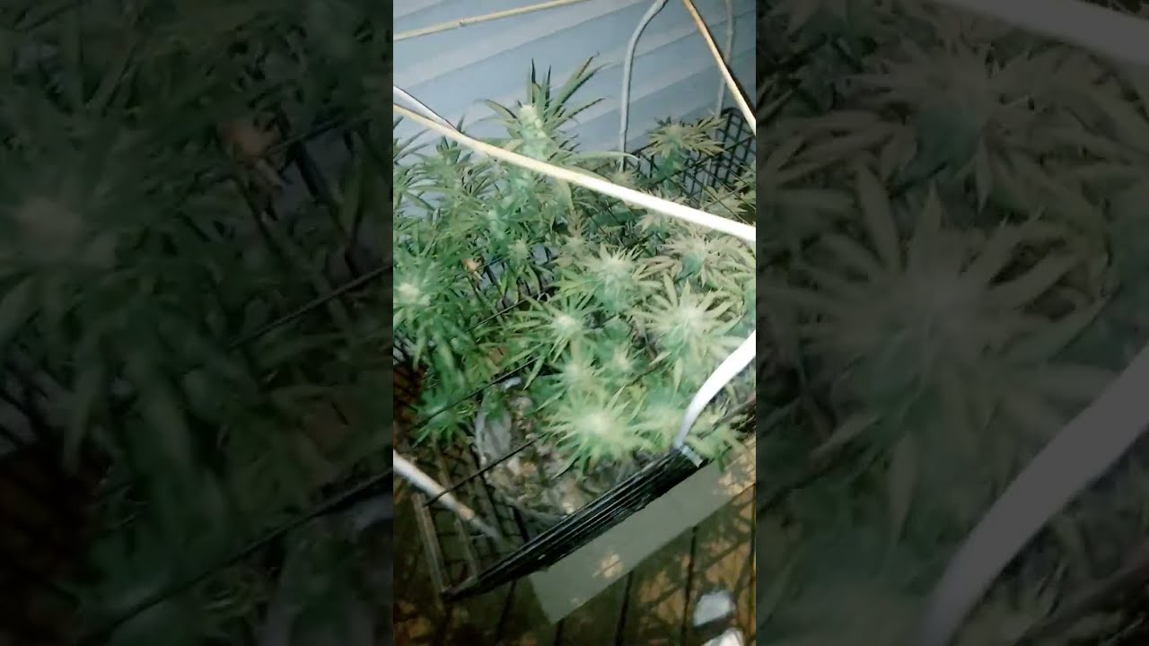 Cannabis Plants Survive Below Freezing!! Novice Home Grower / Heated Outdoor Grow Cage
