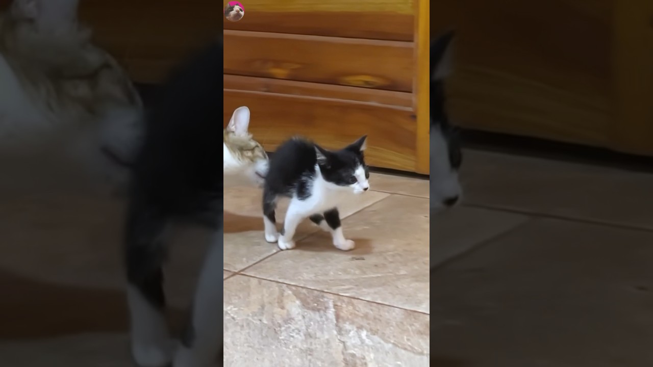 😮 Невероятно! Смотрите 🐱 Котенок убегает от старшего кота! Компиляция