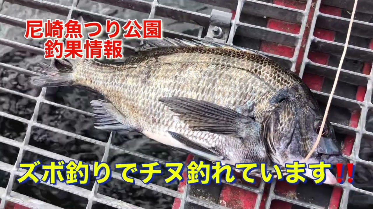 ズボ釣りでチヌ釣れています 尼崎魚つり公園fishingmax武庫川店 Youtube