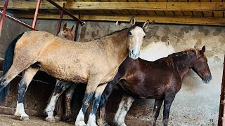 Жылкы бордакылау. 3 апта отти