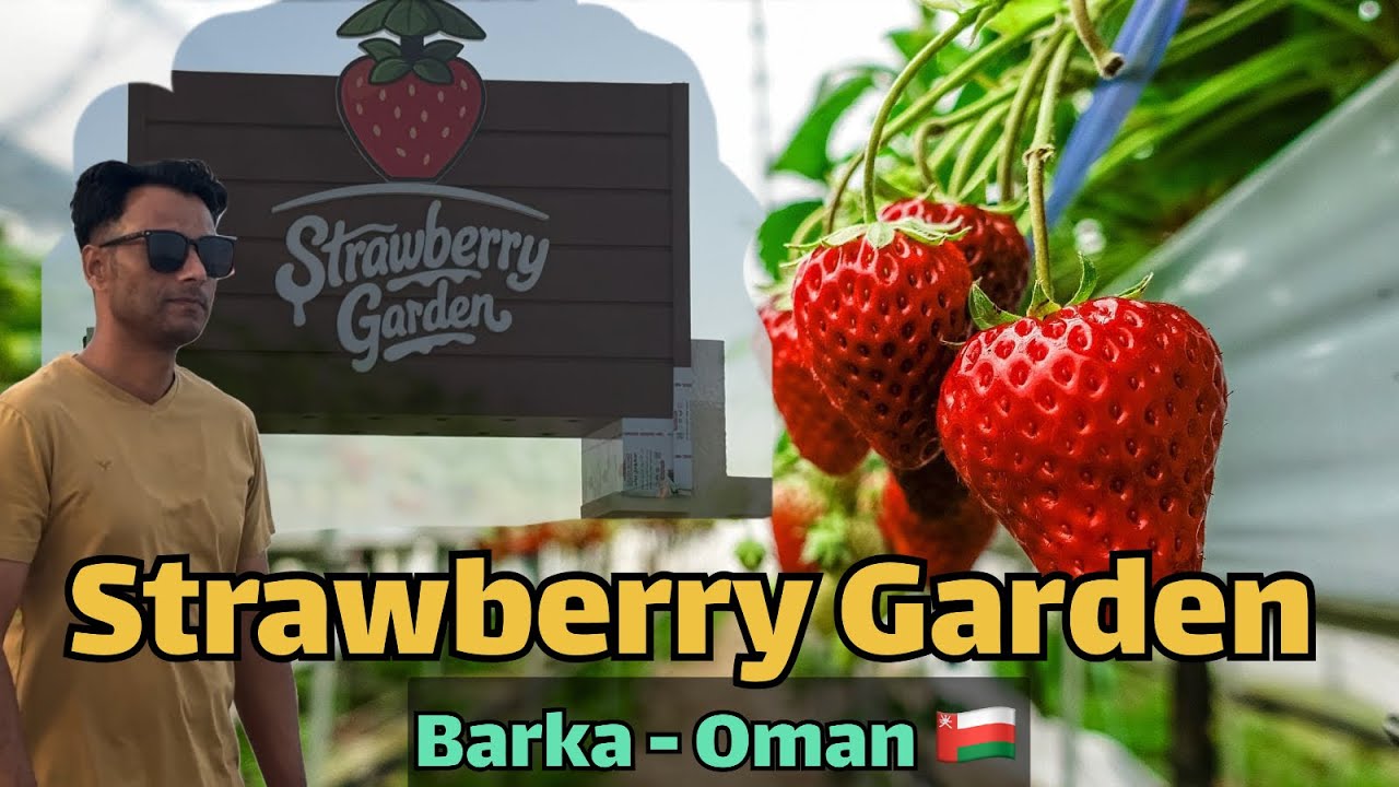 Barka Strawberry Farm & Dragon Mall Tour | Driving SQU to Dragon Mall Oman 🇴🇲l WideLens With Arshad