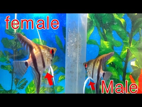 HOW TO TELL THE DIFFERENCE BETWEEN MALE AND FEMALE ANGELFISH (updated)