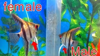 HOW TO TELL THE DIFFERENCE BETWEEN MALE AND FEMALE ANGELFISH (updated)