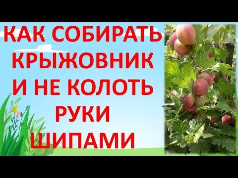 Видео: Время сбора крыжовника - узнайте, как собирать крыжовник в саду