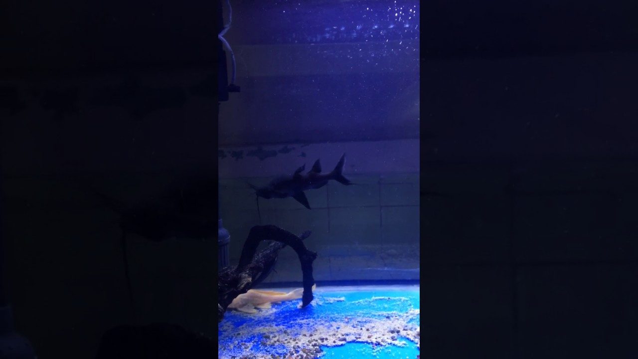 Giant Upside Down Catfish