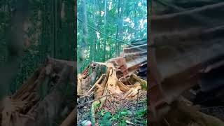 Dead tree removal #oddlysatisfying #satisfying #usa #uscontent... #Shorts #michael.katouzi