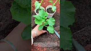 Tips for wax gourd seedling raising 🌱