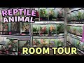 Reptile  animal room tour 2020  80 animals  cataleah