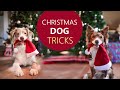 Cest noel chez the flash dogs   christmas tricks