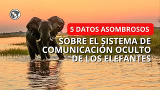 5 Datos Asombrosos sobre el Sistema de Comunicación Oculto de los Elefantes
