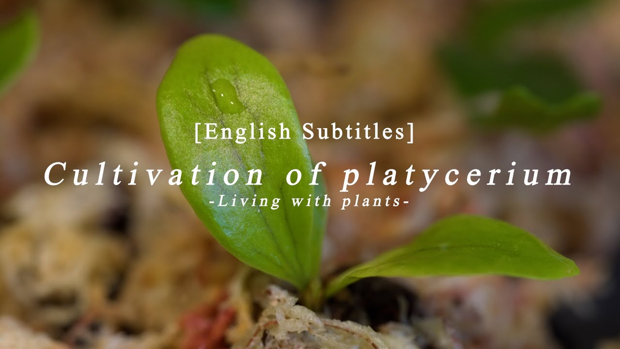 [SUB]VLOG_Caltivation of platycerium【Living with plants】#59