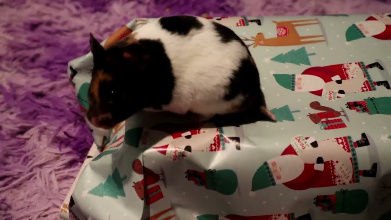 Hamster goes present shopping for guinea pig