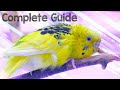 Budgie Feathers | Complete Guide
