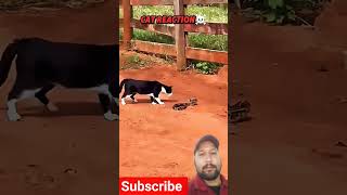 fastest Cat Reaction awesome 😱