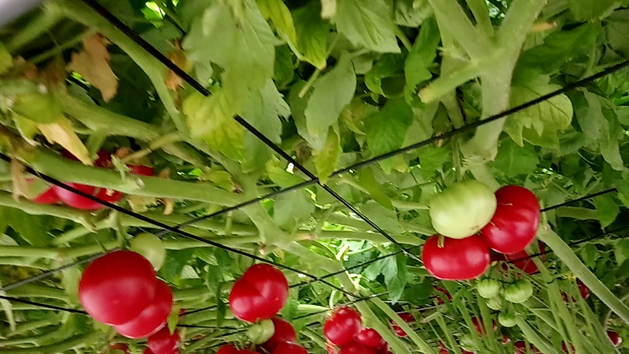 Ecorin village World record tomato plant YouTube