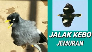 JALAL KEBO JEMURAN