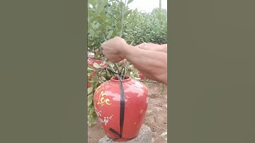 cận cảnh nông dân làm quất bonsai,quất tết đẹp phục vụ tết 2024