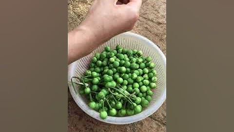 Cà dại muối ớt tỏi 2