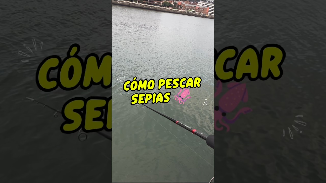 Cómo pescar Sepias muy fácilmente 🦑 #pesca #fishing #eging #sepias