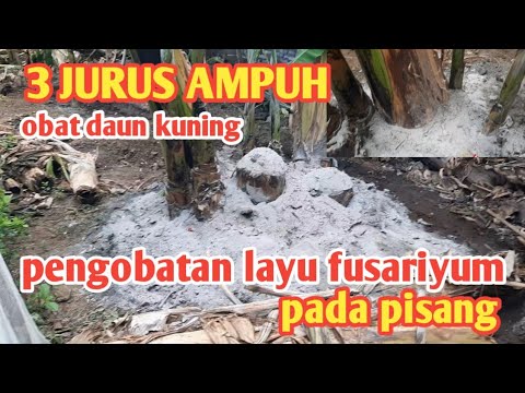 Video: Makanan Tumbuhan: Bagaimana Memberi Makan Pada Musim Gugur? Bagaimana Membaja Thuja Dan Siklamen, Gooseberry Dan Lidah Buaya? Mengapa Anda Perlu Membaja Tanah?