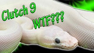 Clutch 9  Ball Python's