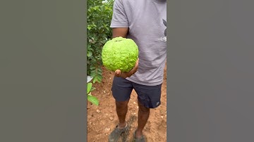 Guava harvest #india #agriculture #viralvideo #viral #viralshort #tiwan #viral