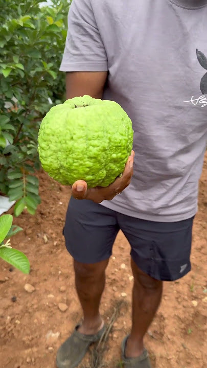 Guava harvest #india #agriculture #viralvideo #viral #viralshort #tiwan #viral