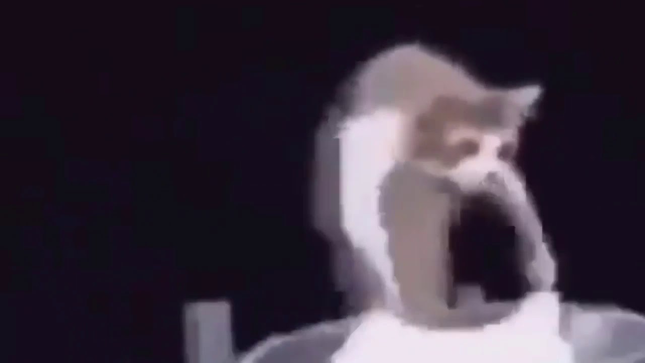 Cat doing laundry for a hour YouTube