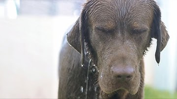 The bride took in a stray dog, and the next day she was in for a surprise!