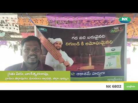Syngenta | NK6802 | telugu | Video