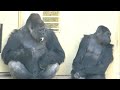 Silverback cares for his grumpy wife  shabani and ai