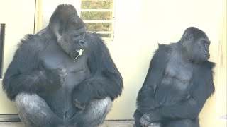 Silverback cares for his grumpy wife / Shabani and Ai