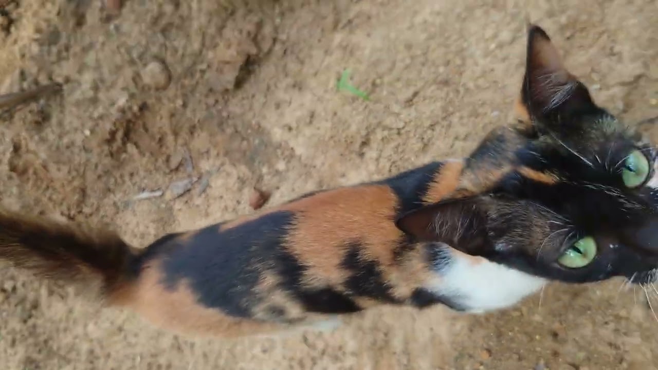 The cat is hungry and begging for food | Hello Kitty 