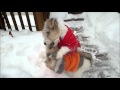 Wire Fox Terrier Puppies NICHOLAS & NOELLE Play on a Snowy Day