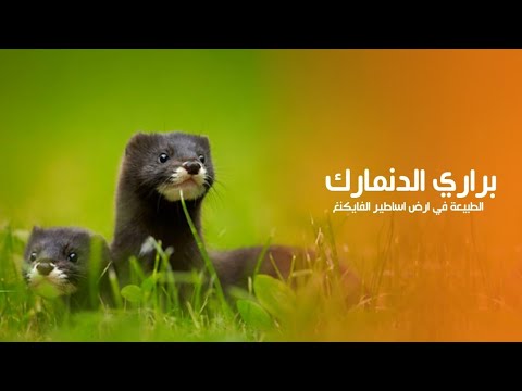 براري الدنمارك الطبيعة الخضراء في ارض اساطير الفايكنغ كويست عربية  