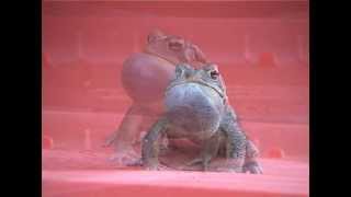 Frog  mating call