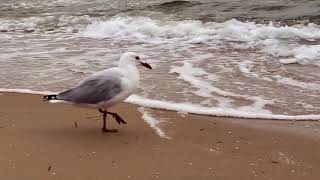Bird Walk Slow Motion