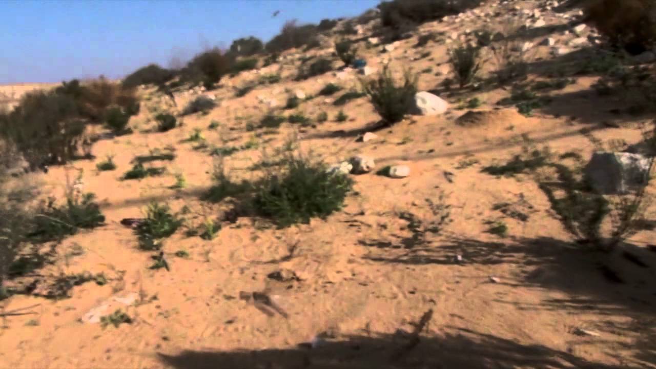 No Locusts Allowed to Plague Israel