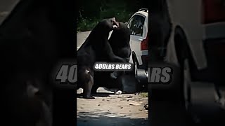 Joe Rogan : The WILDEST Bear Fight 😳