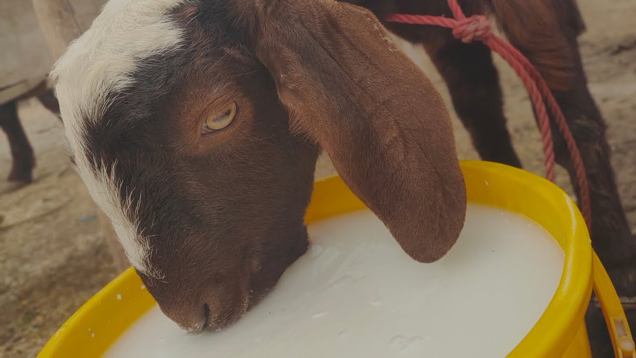 Buffalo And All Animals In This Village Goat Milk