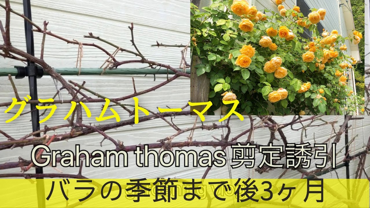 Gardening Grahamthomas剪定誘引 薔薇の季節まで後3ヶ月 今年は遅くなりました 50代vlog Youtube