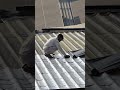 Creating Quiet Spaces for Innovation: Acoustic & Roofing Solutions for Productive Work Environments