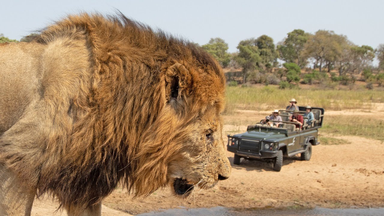 ⁣Pride of 20+ LIONS - LIVE