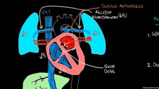 Doğumdan Hemen Sonra Bebeğin Kan Dolaşımı Sağlık Ve Tıp Dolaşım Sistemi Fizyolojisi