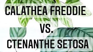 Plant Chat | Calathea Freddie VS. Ctenanthe Setosa