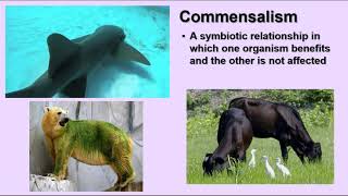 Ecology: Community Interactions