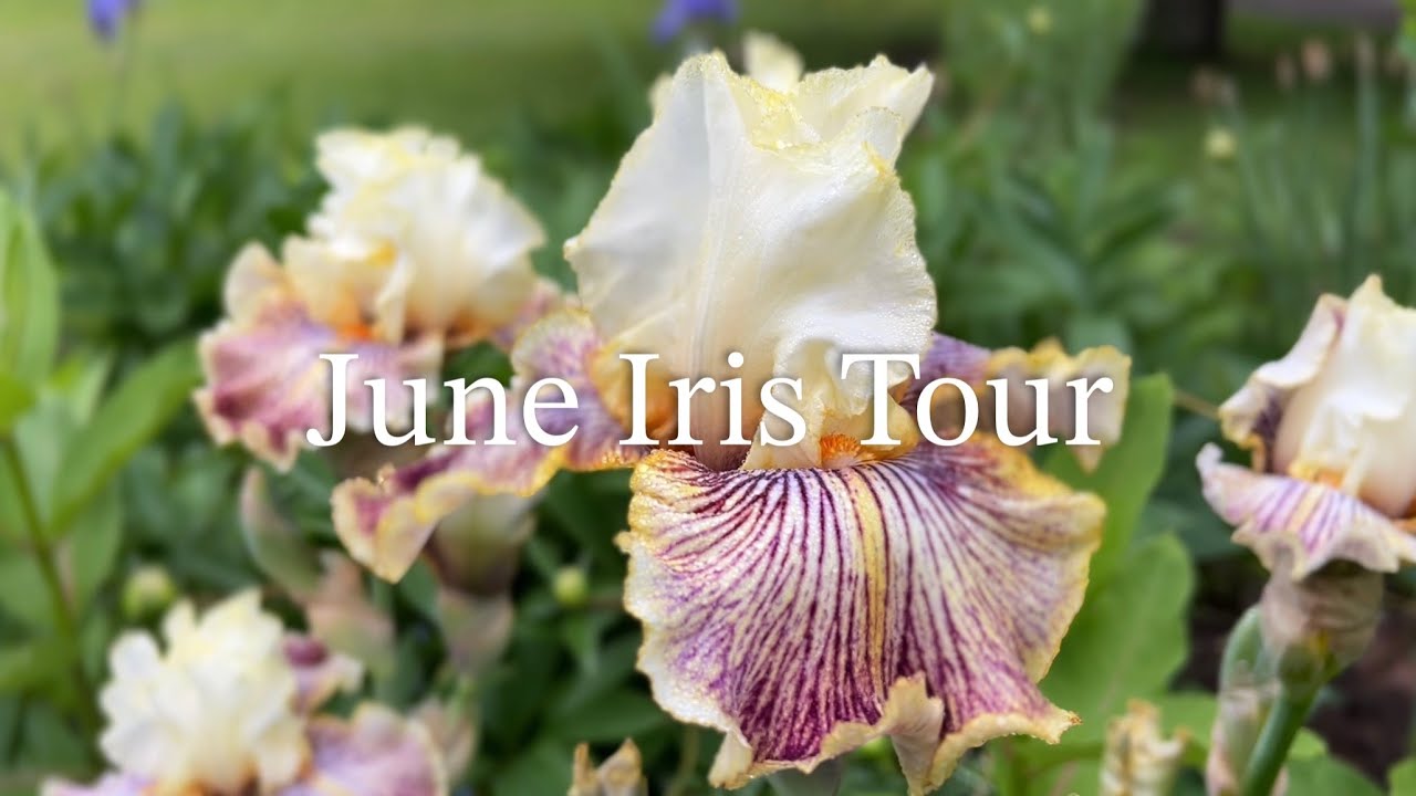 June Iris Garden Tour