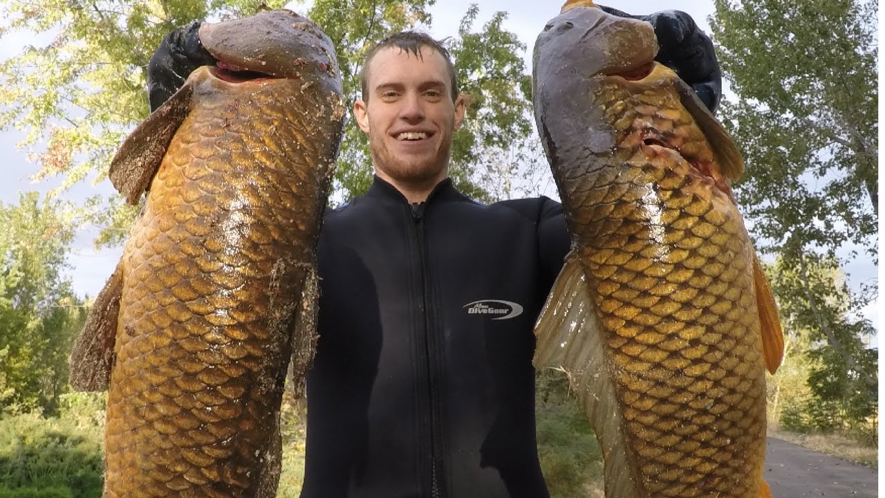 Carp Spearfishing! YouTube