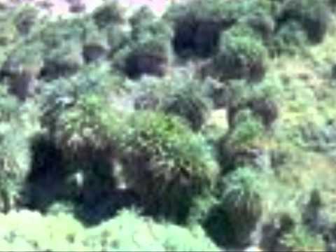 هلا يا شوبكية يا نشمي و يا نشمية